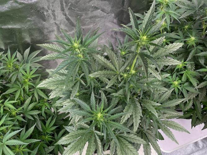 BB3, Cookies n Creamix, Mondo Smash. Week 5