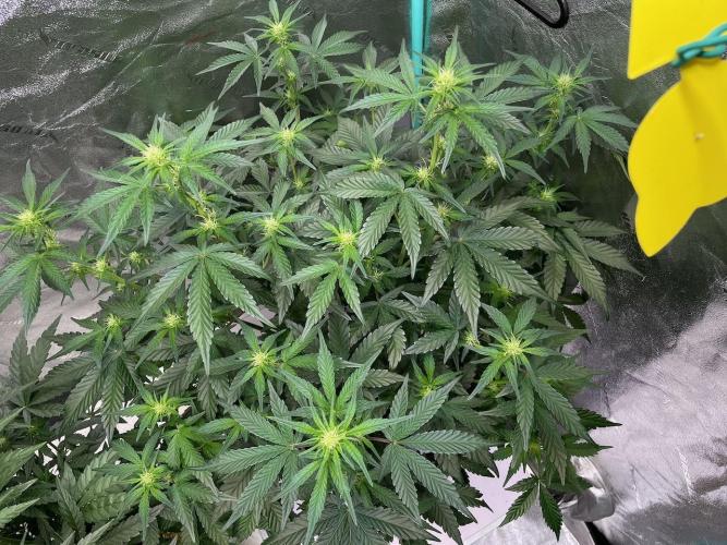 BB3, Cookies n Creamix, Mondo Smash. Week 5