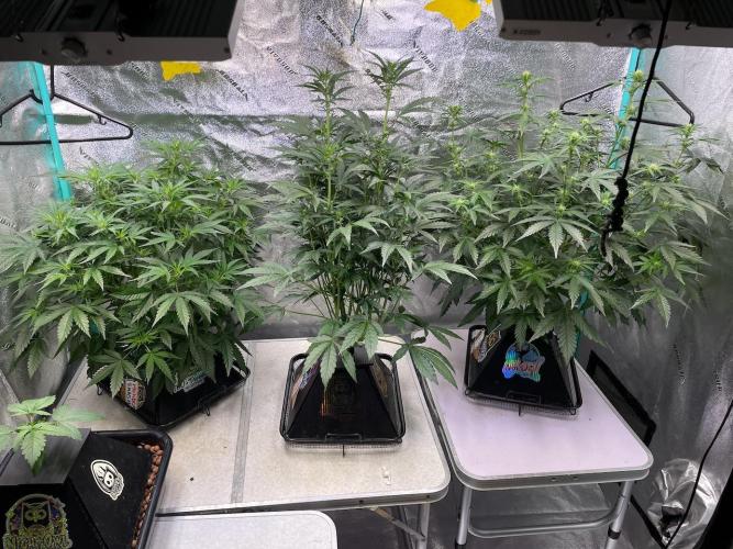 BB3, Cookies n Creamix, Mondo Smash. Week 5