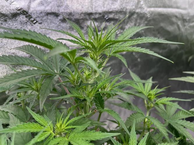 BB3, Cookies n Creamix, Mondo Smash. Week 5