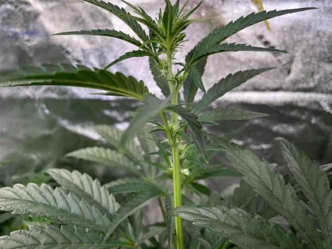 BB3, Cookies n Creamix, Mondo Smash. Week 5