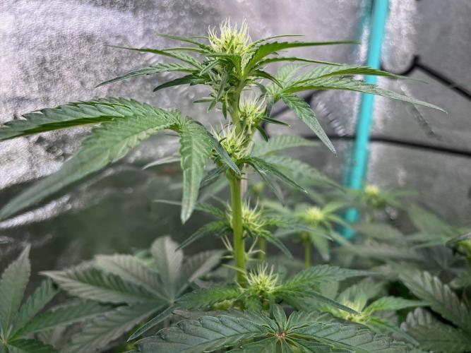 BB3, Cookies n Creamix, Mondo Smash. Week 5