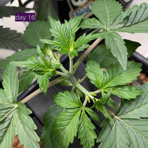 Plug-in-a-Tub: Compound V. Week 3 - 4 days after topping