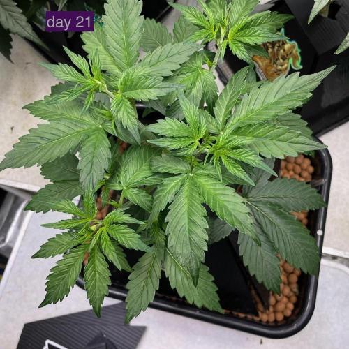 Plug-in-a-Tub: Compound V. Week 3