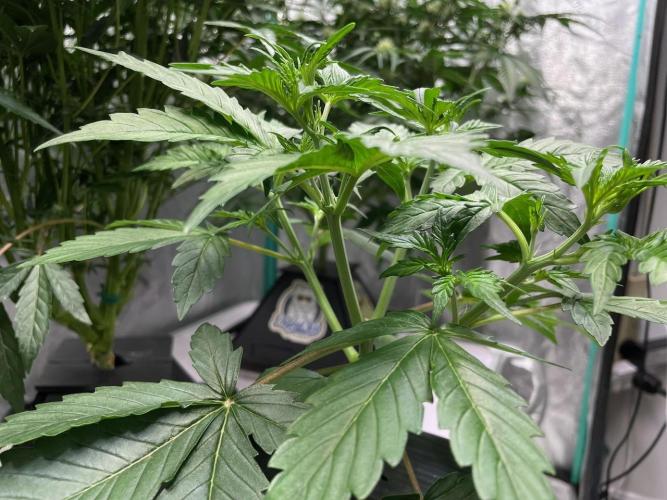 Plug-in-a-Tub: Compound V. Week 3