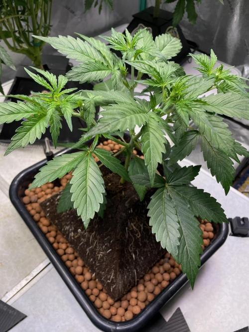 Plug-in-a-Tub: Compound V. Week 3
