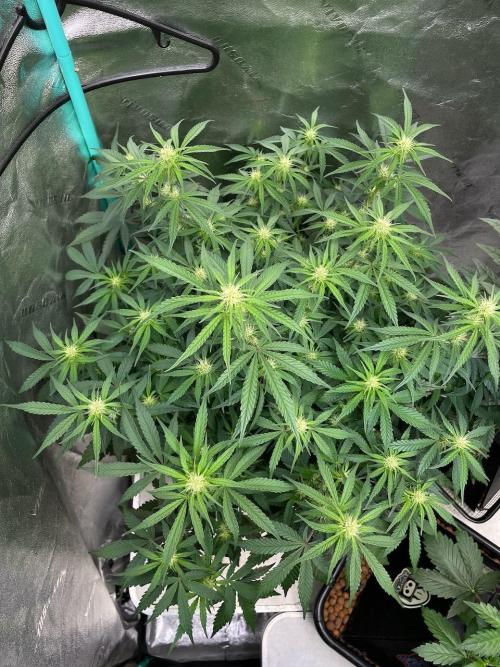 BB3, Cookies n Creamix, Mondo Smash. Week 6