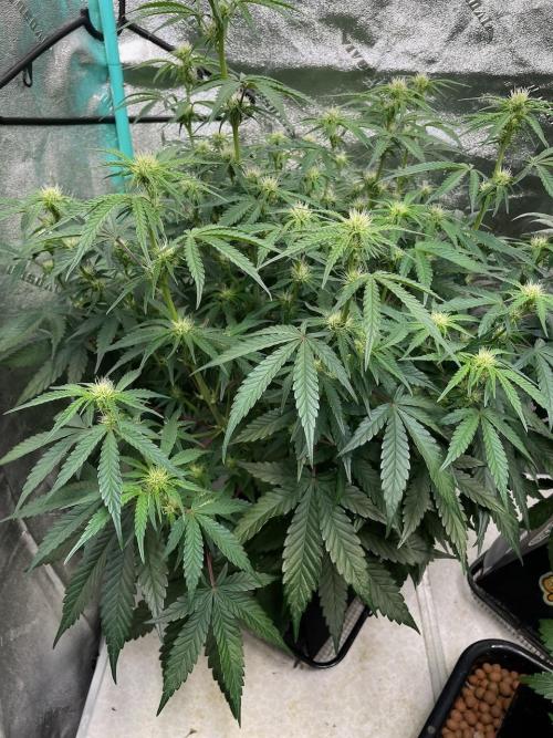 BB3, Cookies n Creamix, Mondo Smash. Week 6