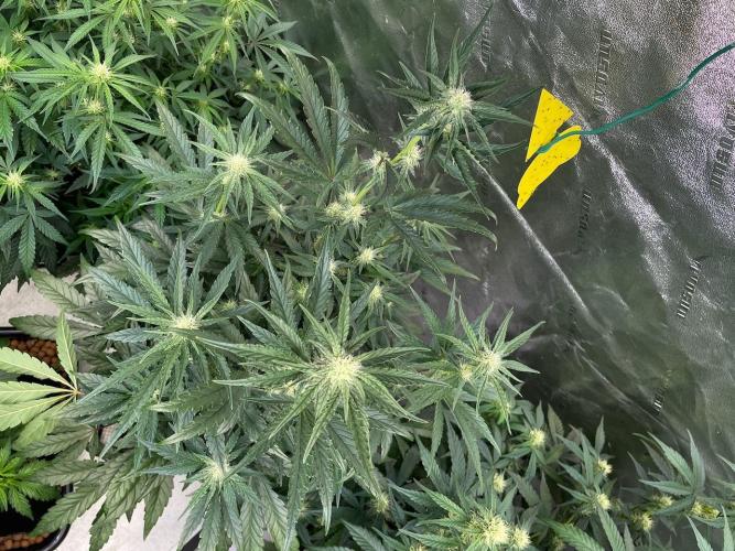 BB3, Cookies n Creamix, Mondo Smash. Week 6