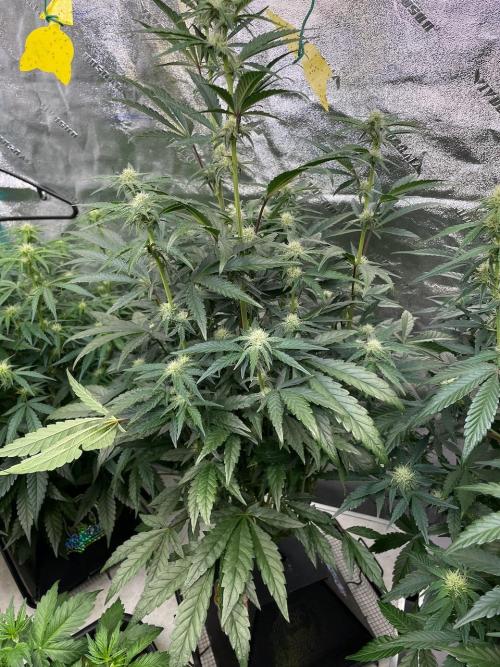 BB3, Cookies n Creamix, Mondo Smash. Week 6