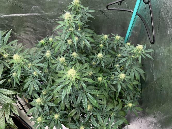 BB3, Cookies n Creamix, Mondo Smash. Week 6