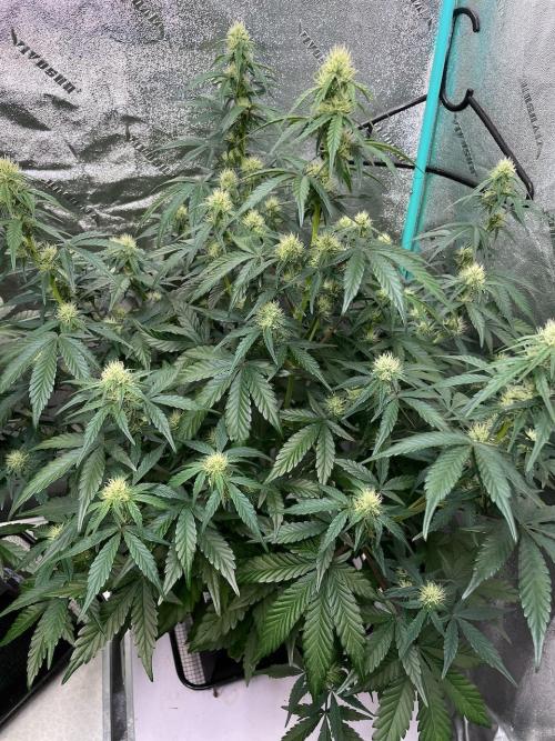 BB3, Cookies n Creamix, Mondo Smash. Week 6