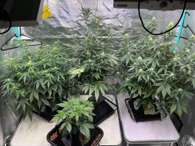 BB3, Cookies n Creamix, Mondo Smash. Week 6