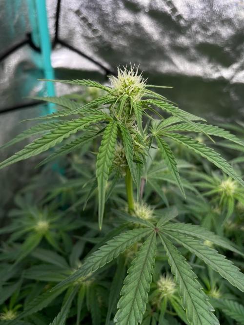 BB3, Cookies n Creamix, Mondo Smash. Week 6