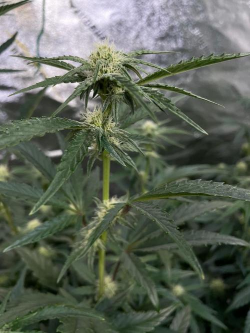 BB3, Cookies n Creamix, Mondo Smash. Week 6