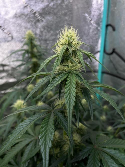 BB3, Cookies n Creamix, Mondo Smash. Week 6