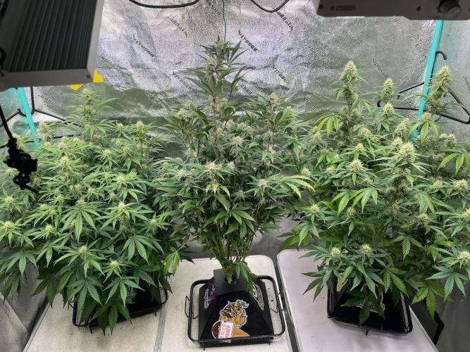 BB3, Cookies n Creamix, Mondo Smash. Week 7