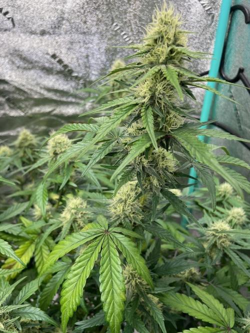 BB3, Cookies n Creamix, Mondo Smash. Week 7