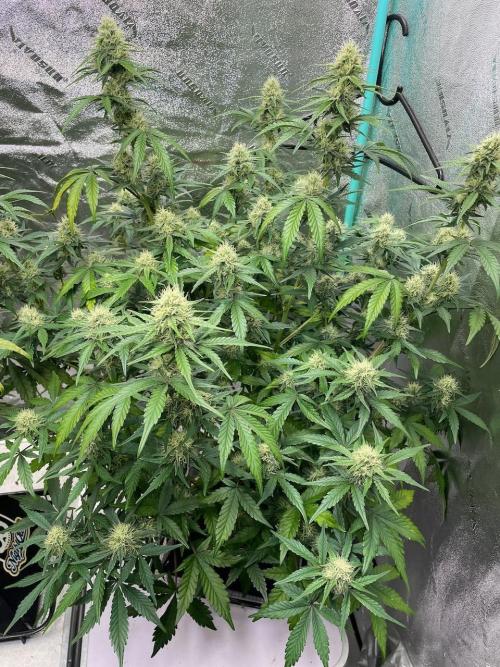 BB3, Cookies n Creamix, Mondo Smash. Week 7