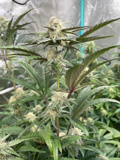 BB3, Cookies n Creamix, Mondo Smash. Week 7