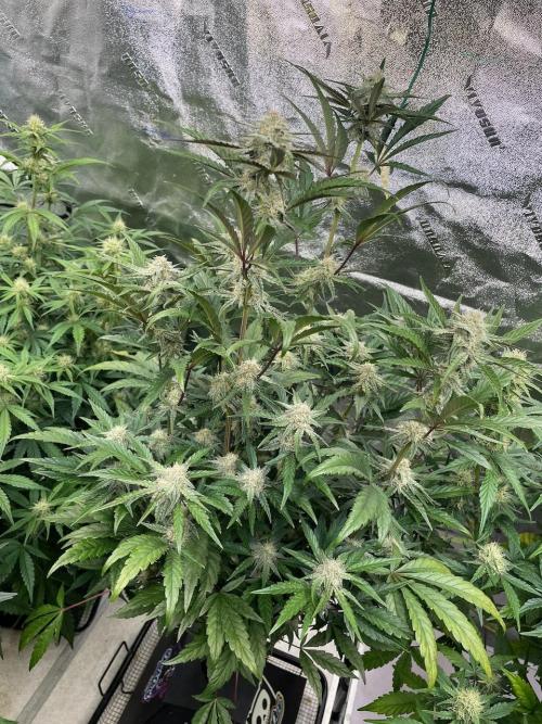 BB3, Cookies n Creamix, Mondo Smash. Week 7