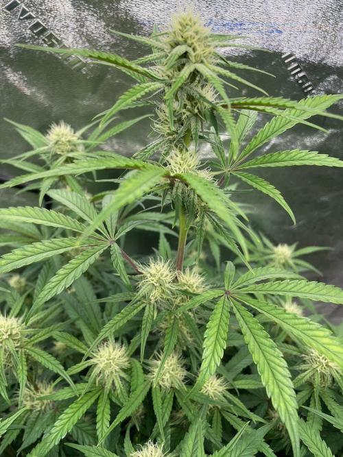 BB3, Cookies n Creamix, Mondo Smash. Week 7
