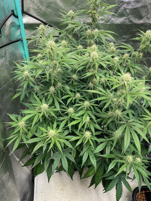 BB3, Cookies n Creamix, Mondo Smash. Week 7