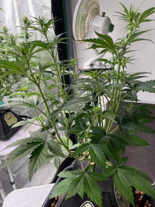 Plug-in-a-Tub: Compound V. Week 4