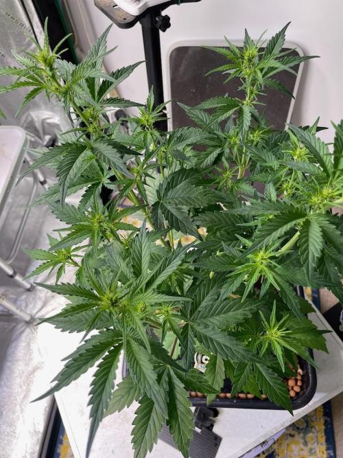 Plug-in-a-Tub: Compound V. Week 4
