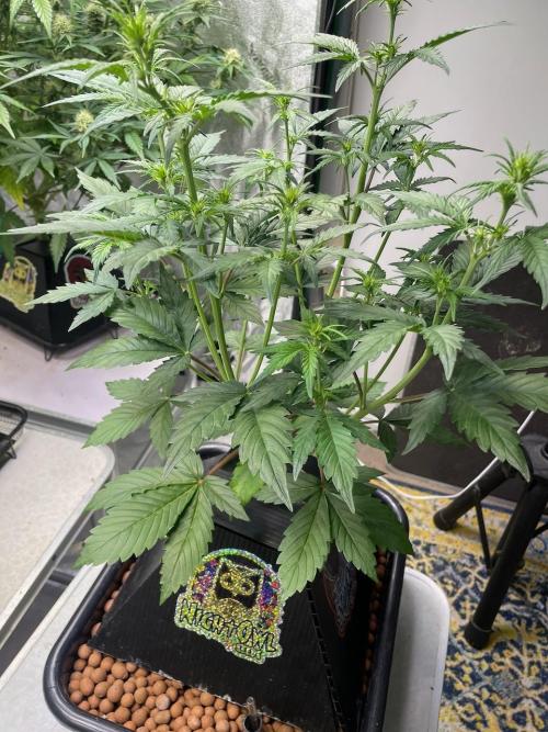 Plug-in-a-Tub: Compound V. Week 4