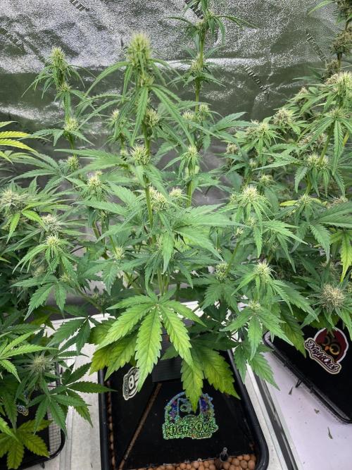 Plug-in-a-Tub: Compound V. Week 5