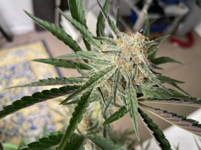 BB3, Cookies n Creamix, Mondo Smash. Week 8