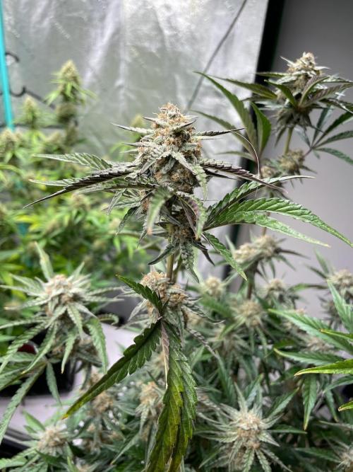 BB3, Cookies n Creamix, Mondo Smash. Week 8
