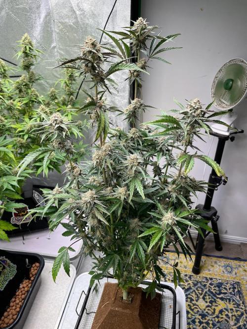 BB3, Cookies n Creamix, Mondo Smash. Week 8