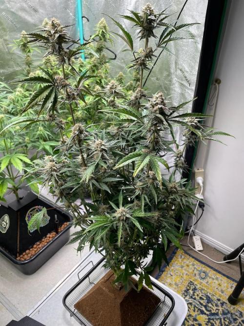 BB3, Cookies n Creamix, Mondo Smash. Week 8