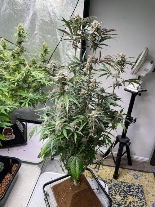 BB3, Cookies n Creamix, Mondo Smash. Week 8