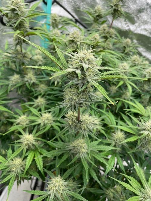 BB3, Cookies n Creamix, Mondo Smash. Week 8