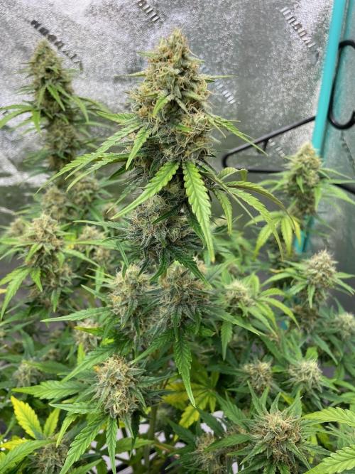 BB3, Cookies n Creamix, Mondo Smash. Week 8