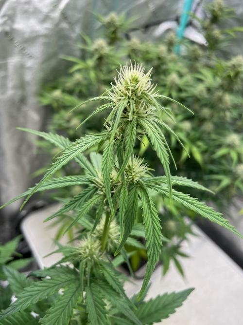 BB3, Cookies n Creamix, Mondo Smash. Week 8
