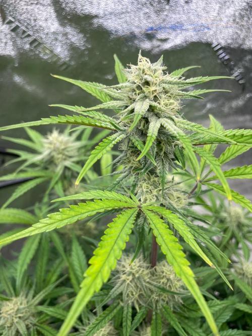 BB3, Cookies n Creamix, Mondo Smash. Week 8