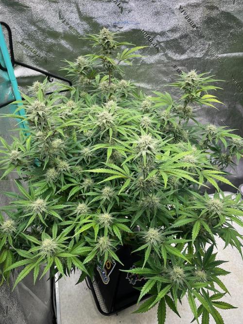 BB3, Cookies n Creamix, Mondo Smash. Week 8