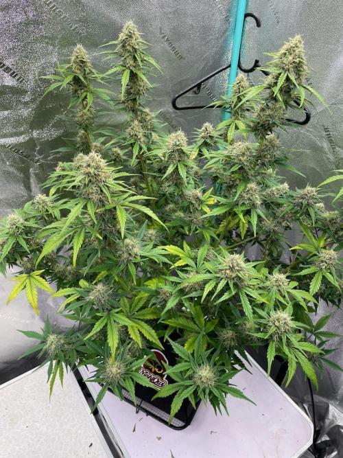 BB3, Cookies n Creamix, Mondo Smash. Week 8