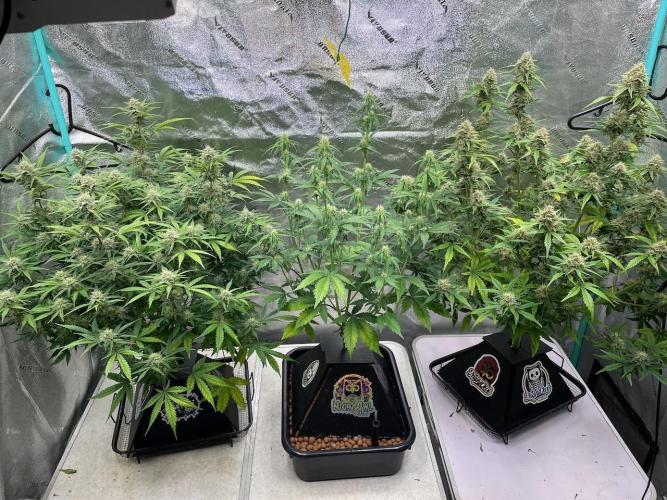 BB3, Cookies n Creamix, Mondo Smash. Week 8 - plug in a tub has replaced BB