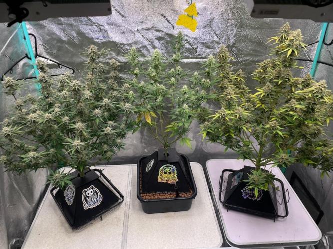 Plug-in-a-Tub: Compound V. Week 6