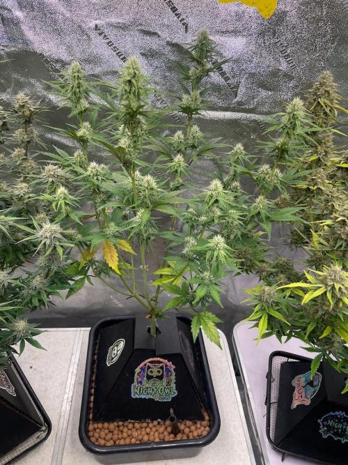 Plug-in-a-Tub: Compound V. Week 6