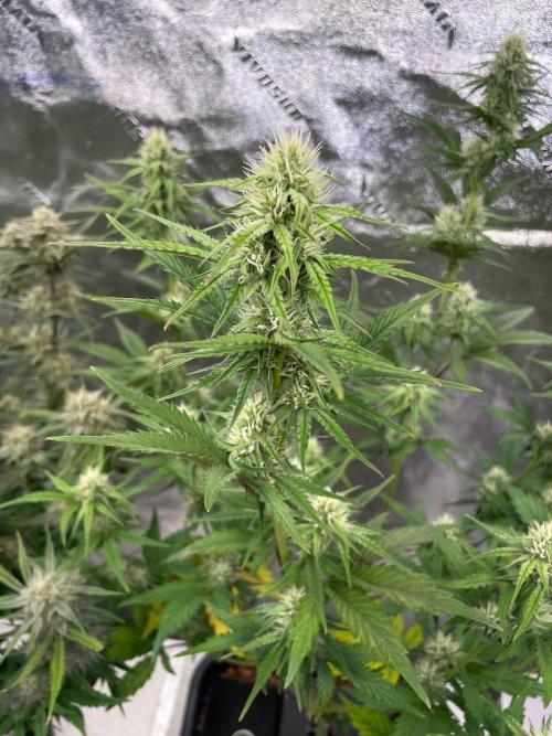 Plug-in-a-Tub: Compound V. Week 6