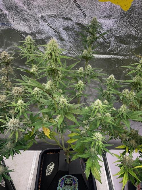 Plug-in-a-Tub: Compound V. Week 6