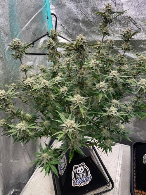 BB3, Cookies n Creamix, Mondo Smash. Week 9