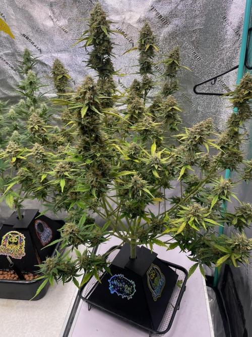 BB3, Cookies n Creamix, Mondo Smash. Week 9