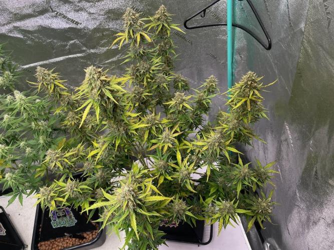 BB3, Cookies n Creamix, Mondo Smash. Week 9